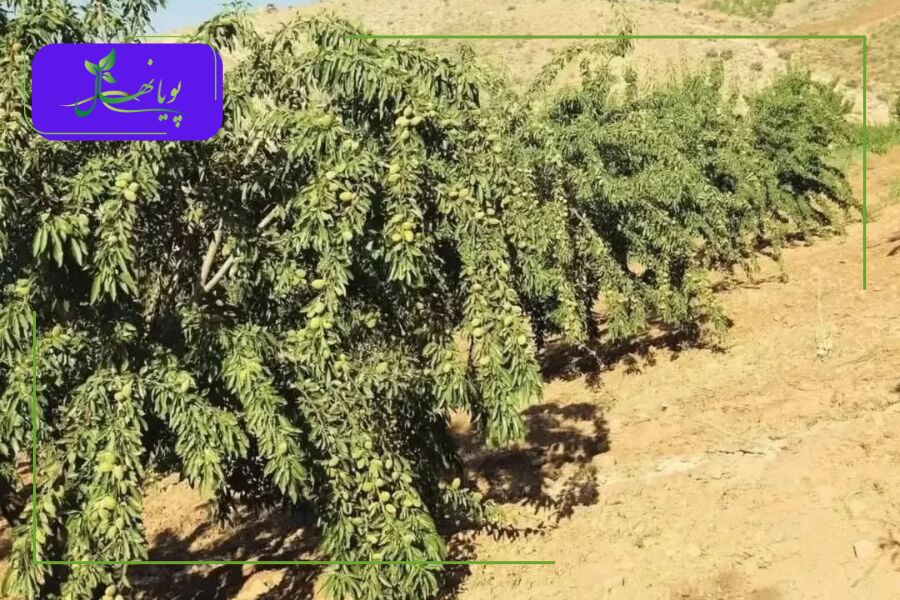 محاسبه سودآوری نهال بادام
