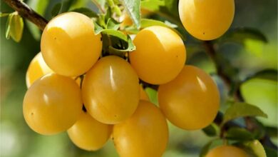 نهال اقتصادی آلو